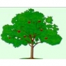 mainelyapples.jpg