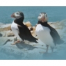 downeastbirdfest.jpg