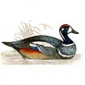yorkcountyaudubon.jpg
